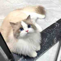 Mật Ong