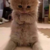T/g😼