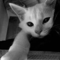 Tác giả nè mấy bri