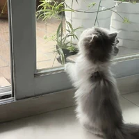 tongtai lạnh lùng, trầm tính, ít nói