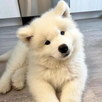 Mèo