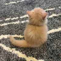 cừu con có cánh