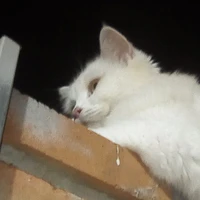 MinhhChouu|nhỏ tg