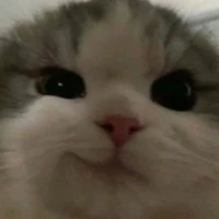 Chi