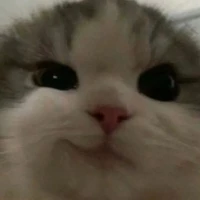 Chi
