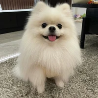 pipo