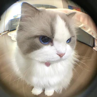 cat đẹp zai