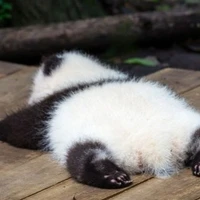 Gấu trúc🐼
