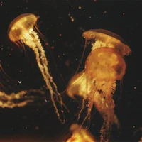 Nhân vật phụ