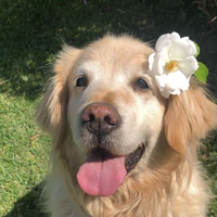 CiCi
