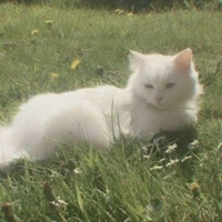 Cứ gọi tg là bt