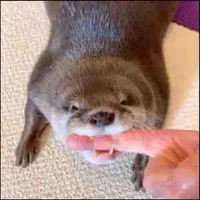 t/g nèk