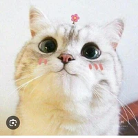 alltop (+hiha-33chóp)