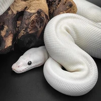 Tiểu Ngọc //pet nu9 nuôi//