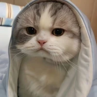 Tiểu Ngốc /meomeo nu9 nuôi/
