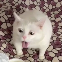 tác giả xàm lìn