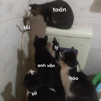 t/g