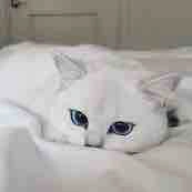 Mèo