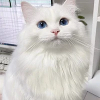 Suu