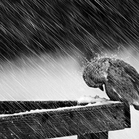 ？？？Con chim lạ🐦