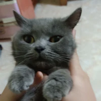 Trucie
