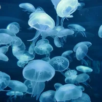 All