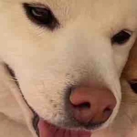 Lớp trưởng