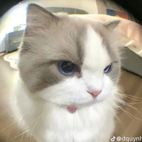SỐP