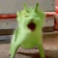 Gâu gâu là con mèooo