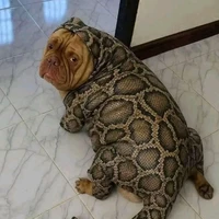 t/g du bộ tứ sấm ⚡