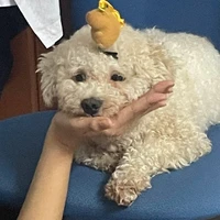 TG THÍCH ĂN BƠ