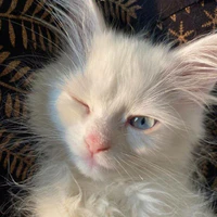 Meow