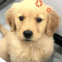 Tắc [Chó của Cam]