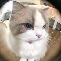 Chanh [Mèo của Miu]