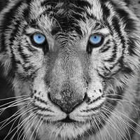 Trương Cửu (Bé Cửu 🐯)