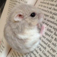 Hệ thống 013 - Chuột mập