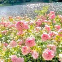 🌷Aniko🌷