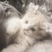 gọi tui là sữa