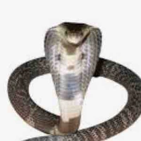 B.ng (🐍)
