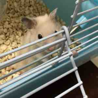 Banh