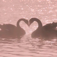 Sugar Swan cookie