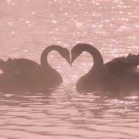 Sugar Swan cookie