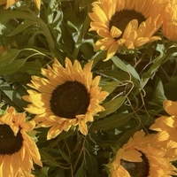 Sunflower Dragon cookie