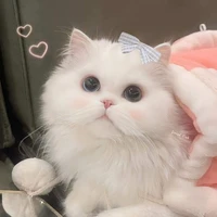 mèo méo
