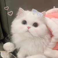 mèo méo