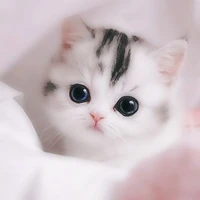 ng qua đường