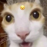 Nvp nữ