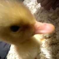 t/g cute nhất hệ Mặt Trời