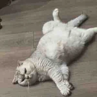 Cây ghita điện của Thiều tổng