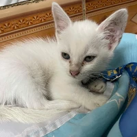 tg toán giải x2